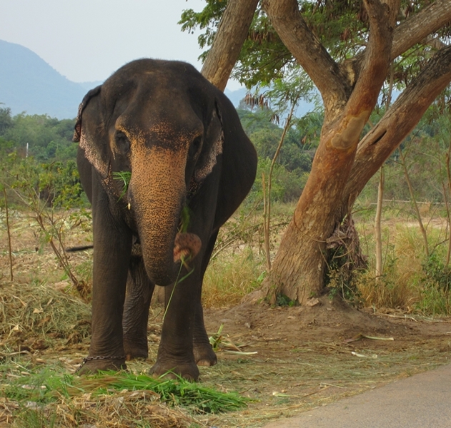 Elephant-Bangsaray